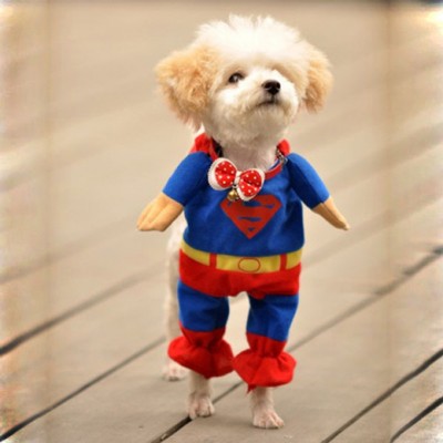 Fantasia super-man para cachorro